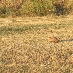 Cynomys ludovicianus