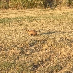 Cynomys ludovicianus