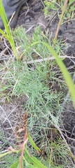 Artemisia marschalliana