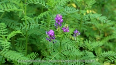 Astragalus davuricus