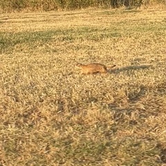 Cynomys ludovicianus