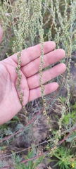 Artemisia marschalliana