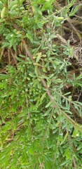 Threlkeldia diffusa