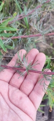 Artemisia marschalliana