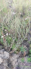 Artemisia marschalliana
