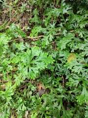 Selaginella doederleinii