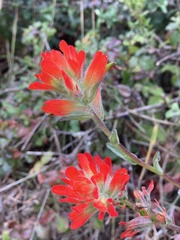 Castilleja affinis affinis