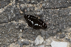 Limenitis helmanni