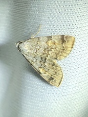 Idia concisa