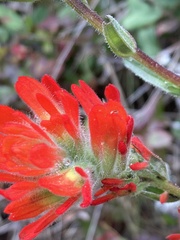 Castilleja affinis affinis