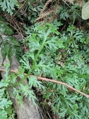 Selaginella doederleinii