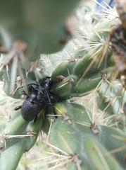Moneilema armatum