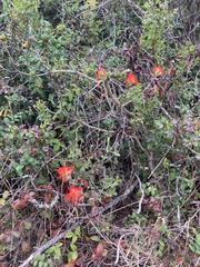 Castilleja affinis affinis