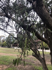 Muellerina eucalyptoides