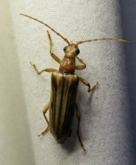 Ortholeptura valida