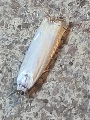 Polyhymno luteostrigella