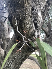 Muellerina eucalyptoides