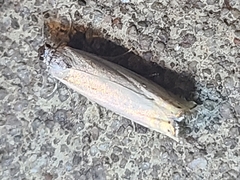 Polyhymno luteostrigella