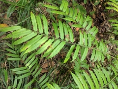 Angiopteris fokiensis