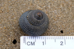 Chlorodiloma adelaidae