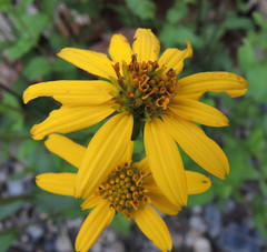 Verbesina cuautlensis