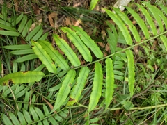 Angiopteris fokiensis