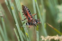 Rhynocoris cuspidatus