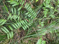 Angiopteris fokiensis