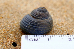 Chlorodiloma adelaidae