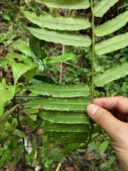 Angiopteris fokiensis