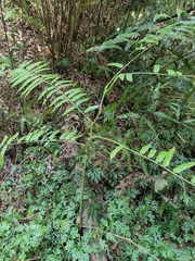 Angiopteris fokiensis