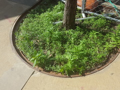 Nepeta cataria