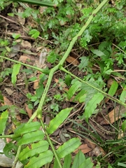 Angiopteris fokiensis