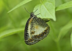 Physcaeneura jacksoni