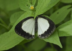 Physcaeneura jacksoni