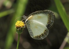 Physcaeneura jacksoni