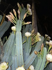 Cereus