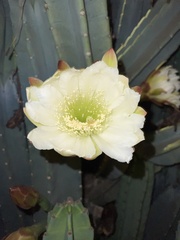 Cereus