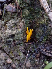 Clavulinopsis