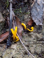 Clavulinopsis
