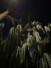 Cereus