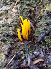 Clavulinopsis