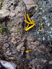 Clavulinopsis