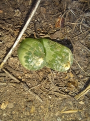 Bulbine mesembryanthemoides