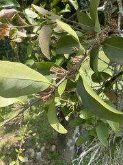 Dendrophthoe pentandra