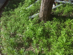 Nepeta cataria