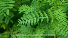 Astragalus davuricus