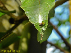 Aoaraneus pentagrammicus