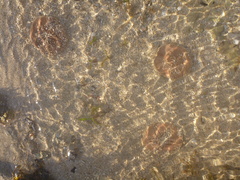 Jacksonaster depressum