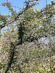 Vachellia drepanolobium